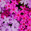 芝桜