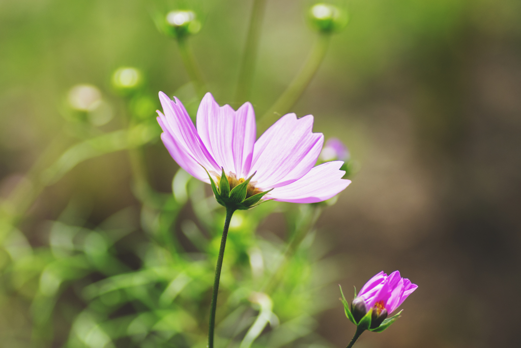 光り輝く秋桜