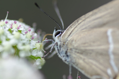 蜜を吸う