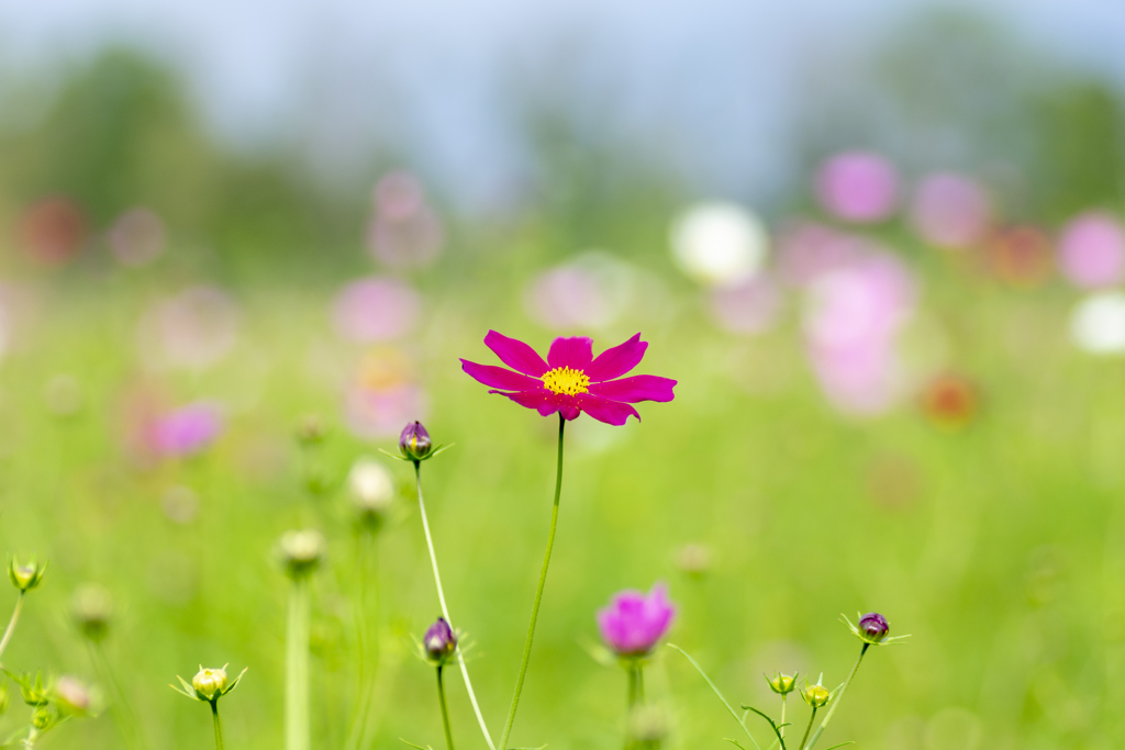 一輪の花