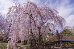 札幌　中島公園のしだれ桜