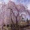 札幌　中島公園のしだれ桜