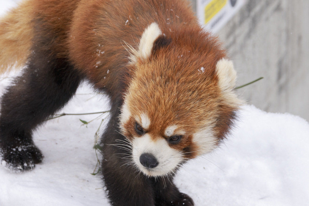 レッサーパンダ