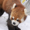 レッサーパンダ