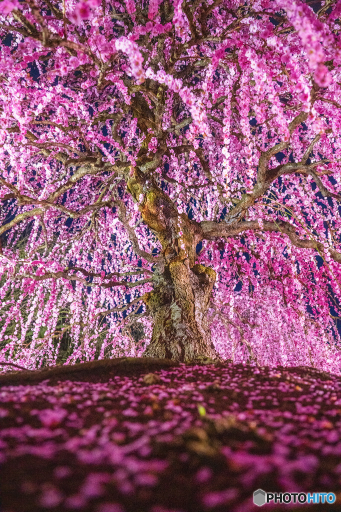 枝垂れ梅（夜）