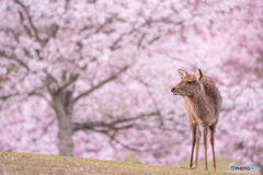 Deer & Sakura