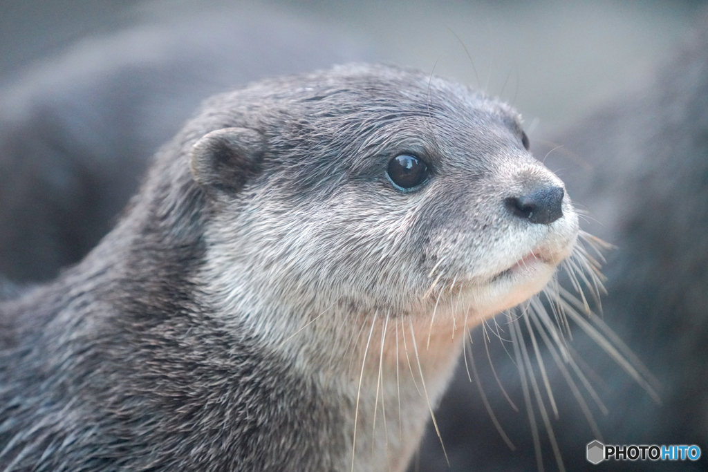 カワウソ