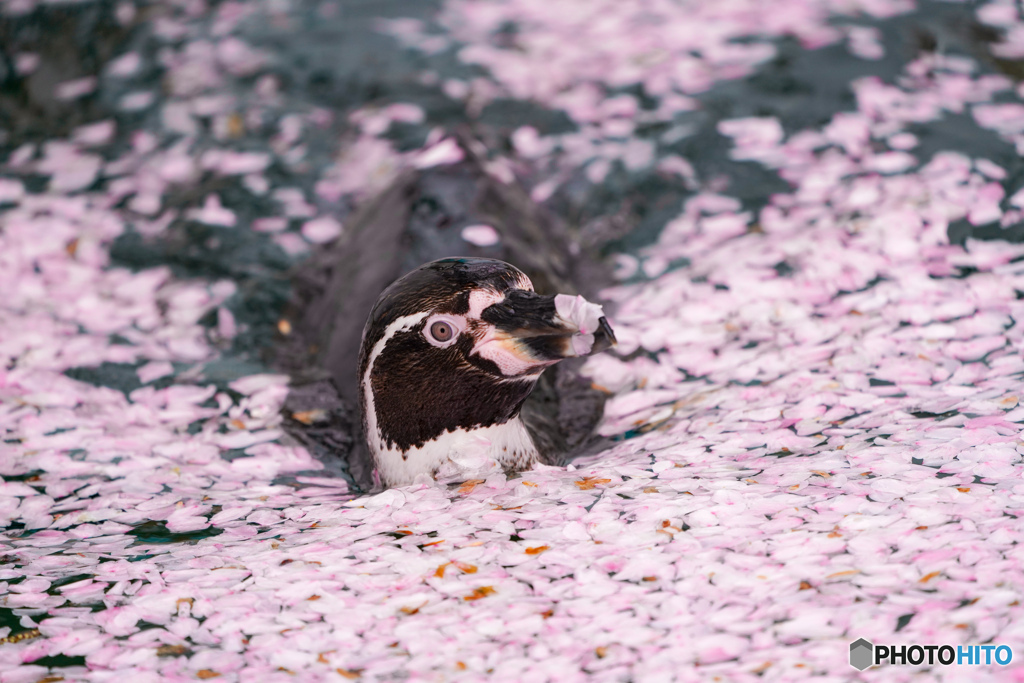 春を泳ぐペンギン