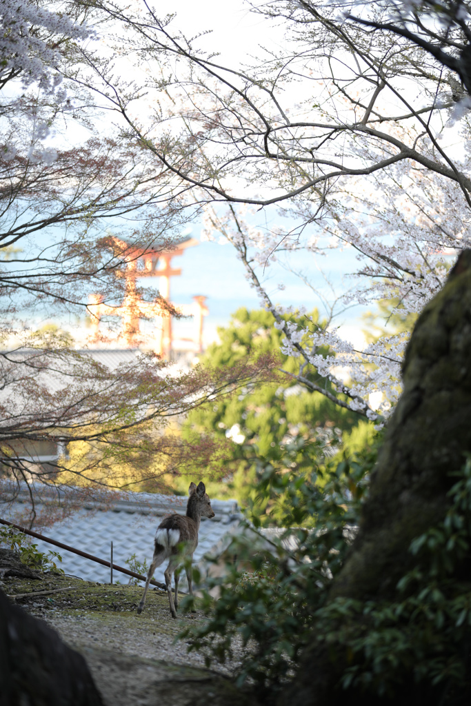 花びらを求めて