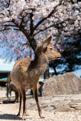 宮島の春