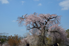八坂神社の春