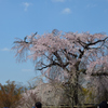 八坂神社の春