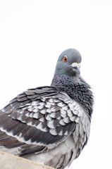鳩