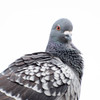 鳩