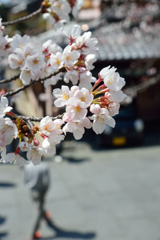 京都の春