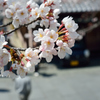 京都の春