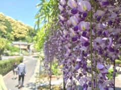 花のカーテン