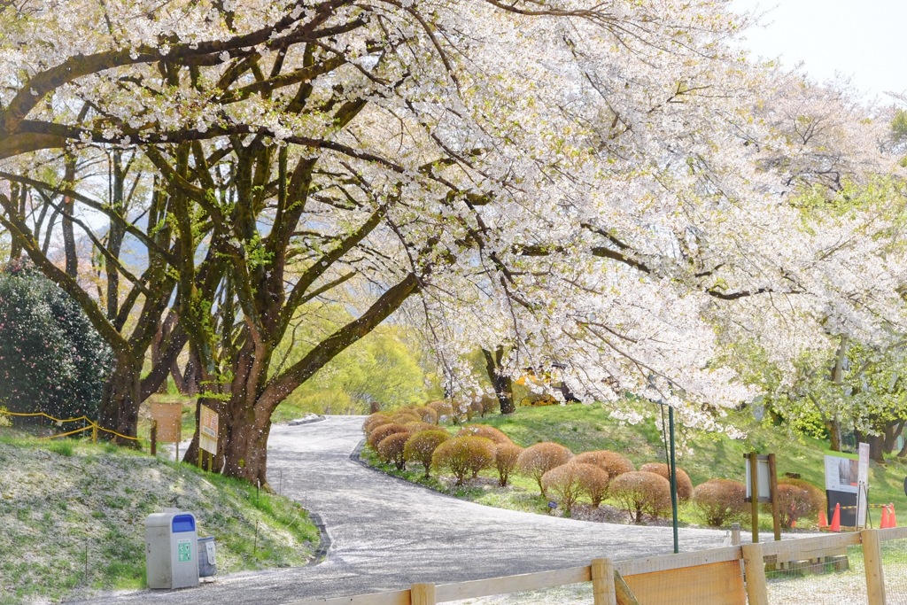 桜