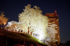 桜