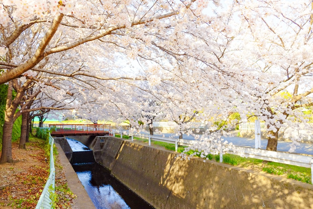 桜