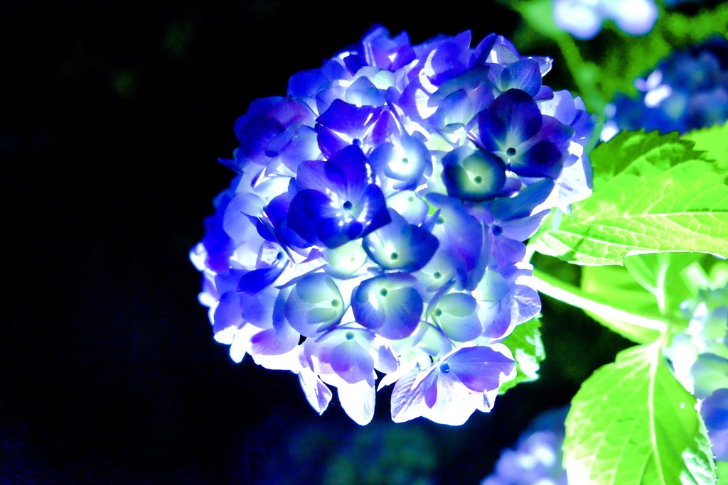 紫陽花