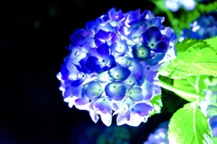 紫陽花
