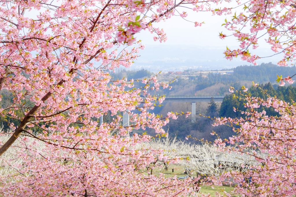 梅の花