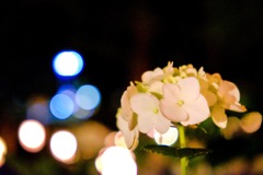 紫陽花