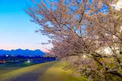 桜