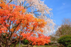 桜と紅葉