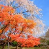 桜と紅葉