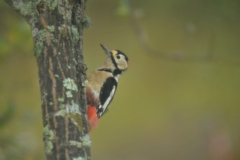 アカゲラ
