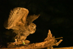 絶滅危惧種のシマフクロウ