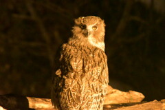 絶滅危惧種のシマフクロウ