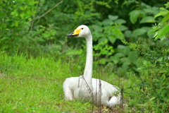 夏のオオハクチョウ