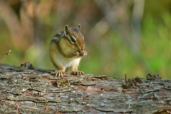 木の実を食べるエゾシマリス