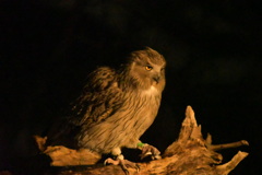 絶滅危惧種のシマフクロウ