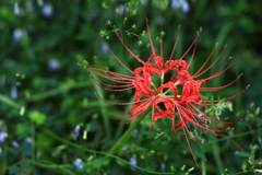 彼岸花 その1