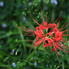 彼岸花 その1
