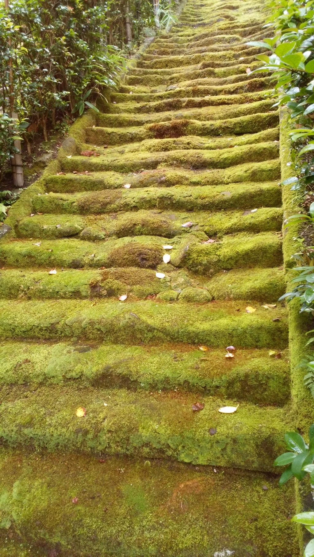 鎌倉　杉本寺