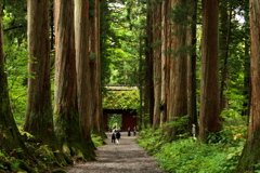 神の宿る杉　戸隠