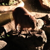 カピバラ3