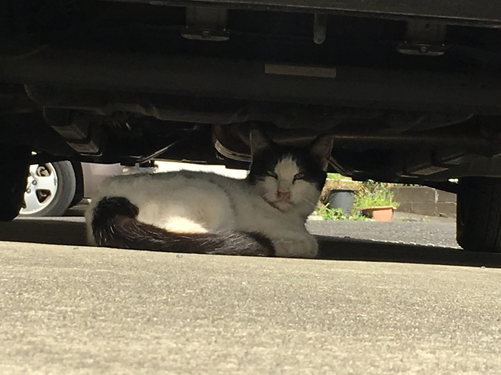 猫ちゃん2