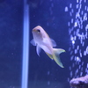 魚1