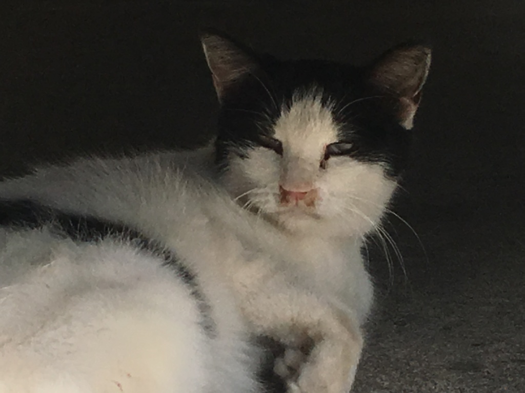 猫ちゃん3