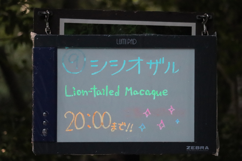 シシオザル
