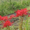 彼岸花1