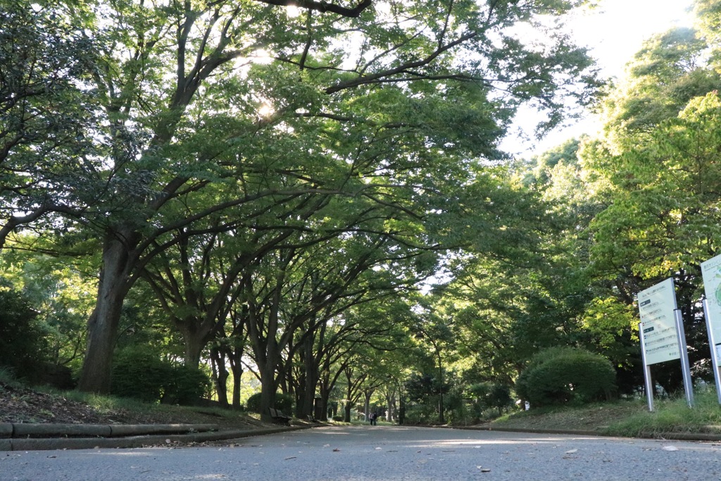 並木道2