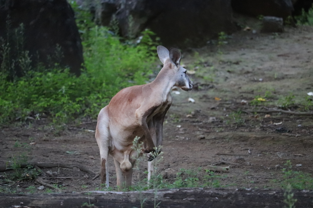 アカカンガルー3
