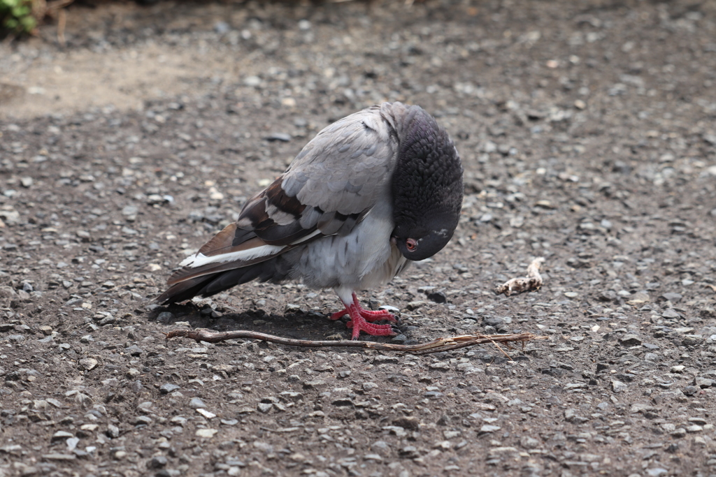 鳩4